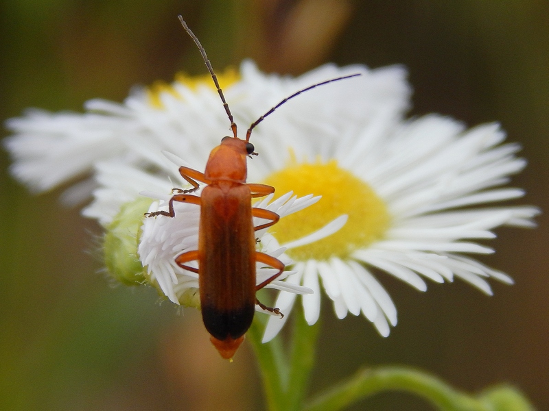 Aiuto ID coleottero4 - Rhagonycha fulva